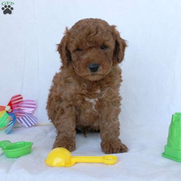 Carlos, Mini Goldendoodle Puppy